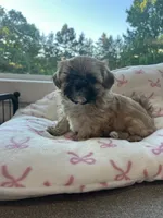 Oden , a male Maltese and Shih Tzu for sale in Pierz, MN – 1 of 2