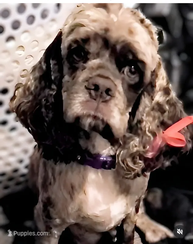 Ashoka – Cocker Spaniel puppy for sale in Sugarloaf, CA