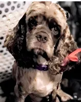 Ashoka, a female Cocker Spaniel for sale in Sugarloaf, CA – 1 of 5