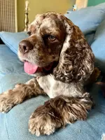 Ashoka, a female Cocker Spaniel for sale in Sugarloaf, CA – 2 of 5