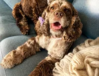 Ashoka, a female Cocker Spaniel for sale in Sugarloaf, CA – 4 of 5