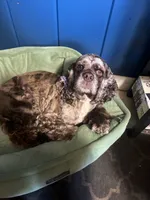 Ashoka, a female Cocker Spaniel for sale in Sugarloaf, CA – 3 of 5