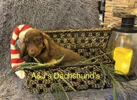 Bentley, a male Miniature Dachshund for sale in Dayton, OH – 3 of 7