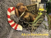 Bentley, a male Miniature Dachshund for sale in Dayton, OH – 4 of 7