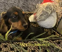 Grizzly, a male Miniature Dachshund for sale in Dayton, OH – 2 of 9