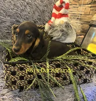Oscar, a male Miniature Dachshund for sale in Dayton, OH – 4 of 7