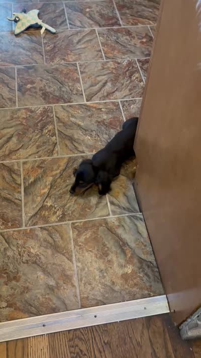Oscar, a male Miniature Dachshund for sale in Dayton, OH – 7 of 7