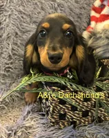 Bella, a female Miniature Dachshund for sale in Dayton, OH – 4 of 7