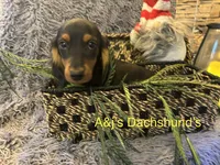 Oscar, a male Miniature Dachshund for sale in Dayton, OH – 3 of 7