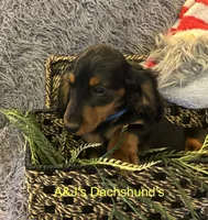 Grizzly, a male Miniature Dachshund for sale in Dayton, OH – 6 of 9