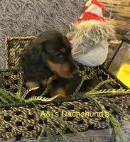 Grizzly, a male Miniature Dachshund for sale in Dayton, OH – 4 of 9