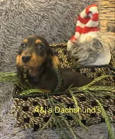 Oscar, a male Miniature Dachshund for sale in Dayton, OH – 5 of 7