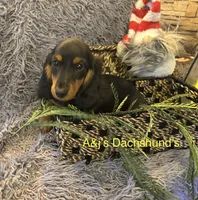Bella, a female Miniature Dachshund for sale in Dayton, OH – 6 of 7