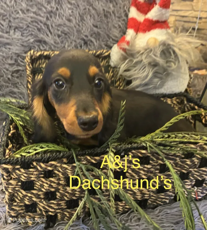 Oscar – Miniature Dachshund puppy for sale in Dayton, OH