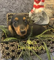 Oscar, a male Miniature Dachshund for sale in Dayton, OH – 1 of 7
