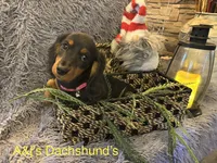 Bella, a female Miniature Dachshund for sale in Dayton, OH – 5 of 7