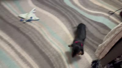 Bella, a female Miniature Dachshund for sale in Dayton, OH – 7 of 7