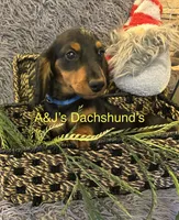 Grizzly, a male Miniature Dachshund for sale in Dayton, OH – 5 of 9