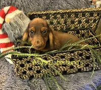 Bentley, a male Miniature Dachshund for sale in Dayton, OH – 2 of 7
