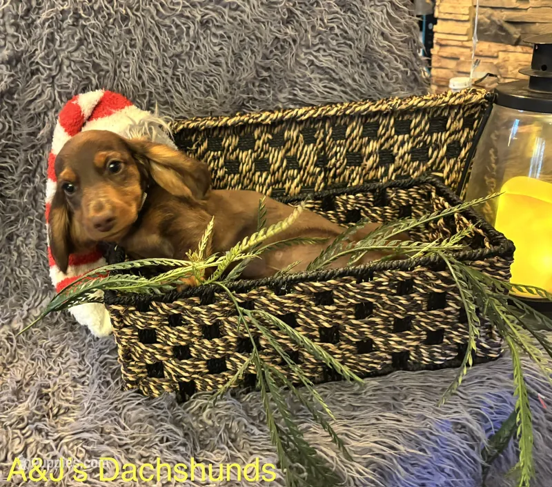 Bentley – Miniature Dachshund puppy for sale in Dayton, OH