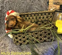 Bentley, a male Miniature Dachshund for sale in Dayton, OH – 1 of 7