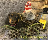 Bella, a female Miniature Dachshund for sale in Dayton, OH – 2 of 7
