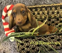 Bentley, a male Miniature Dachshund for sale in Dayton, OH – 5 of 7