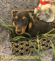 Oscar, a male Miniature Dachshund for sale in Dayton, OH – 2 of 7