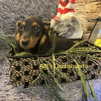 Oscar, a male Miniature Dachshund for sale in Dayton, OH – 6 of 7