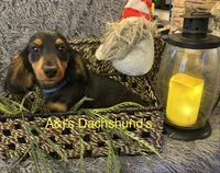 Grizzly, a male Miniature Dachshund for sale in Dayton, OH – 7 of 9