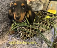 Bella, a female Miniature Dachshund for sale in Dayton, OH – 3 of 7
