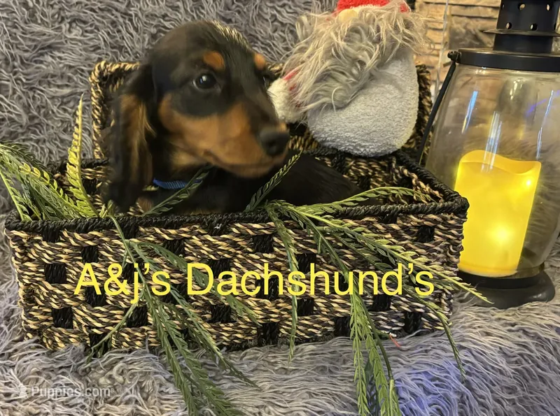 Grizzly – Miniature Dachshund puppy for sale in Dayton, OH