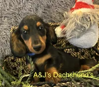 Grizzly, a male Miniature Dachshund for sale in Dayton, OH – 3 of 9