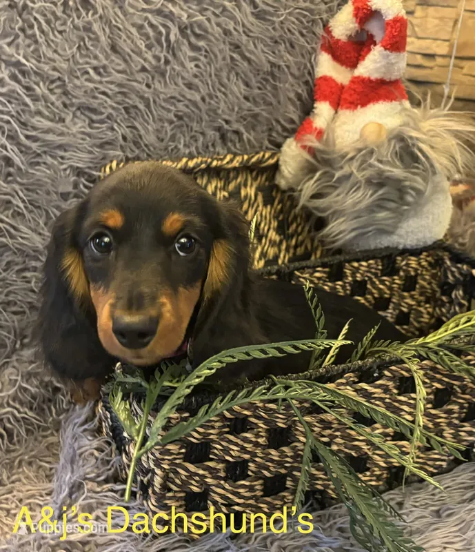 Bella – Miniature Dachshund puppy for sale in Dayton, OH