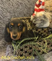 Bella, a female Miniature Dachshund for sale in Dayton, OH – 1 of 7