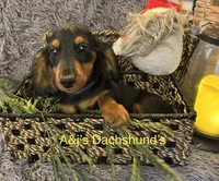 Grizzly, a male Miniature Dachshund for sale in Dayton, OH – 8 of 9