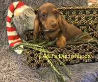 Bentley, a male Miniature Dachshund for sale in Dayton, OH – 6 of 7