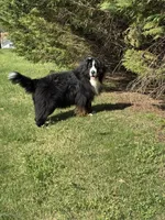 Indoor Housebroken Never had Puppies Spayed , a female Bernese Mountain Dog for sale in Concord, NC – 10 of 10