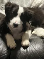 Slovakia Import, a female Border Collie for sale in Concord, NC – 7 of 10