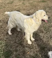 Gigi, a female English Cream Golden Retriever for sale in Concord, NC – 4 of 10
