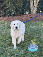 Gigi, a female English Cream Golden Retriever for sale in Concord, NC – 1 of 10