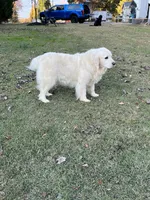 Daughter of Two Champion Parents w/Full Breeding Rights , a female English Cream Golden Retriever for sale in Concord, NC – 7 of 10