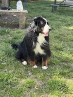 Long-haired show quality imported Bernese Mountain Dog, a female Bernese Mountain Dog for sale in Concord, NC – 6 of 10