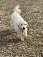 Daughter of Two Champion Parents w/Full Breeding Rights , a female English Cream Golden Retriever for sale in Concord, NC – 2 of 10