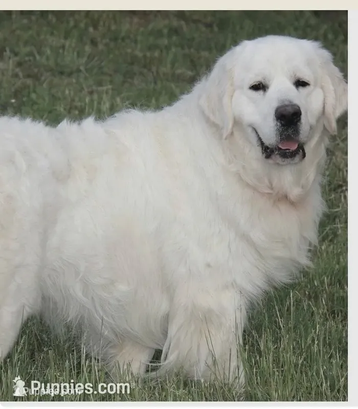 Daughter of Two Champion Parents w/Full Breeding Rights  – English Cream Golden Retriever puppy on hold in Concord, NC