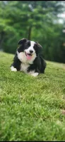 Slovakia Import, a female Border Collie for sale in Concord, NC – 9 of 10