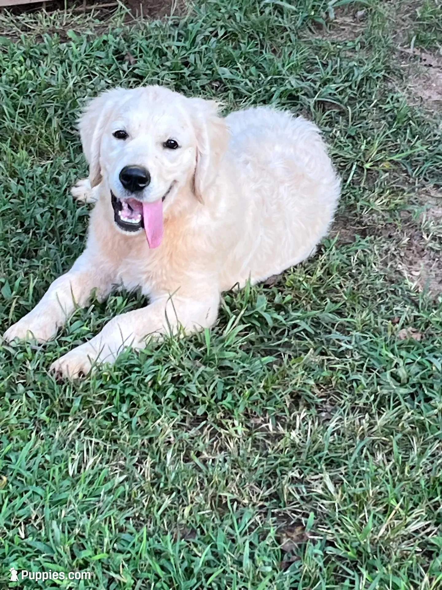 Awesome Pedigree Intact Price listed is as a family pet, a female English Cream Golden Retriever for sale in Concord, NC – 4 of 9
