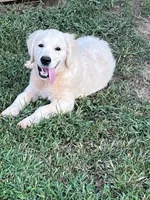 Gigi, a female English Cream Golden Retriever for sale in Concord, NC – 2 of 10