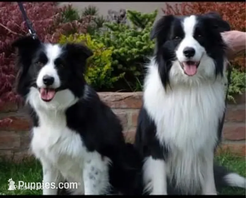 Slovakia Import – Border Collie puppy for sale in Concord, NC