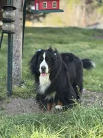 Indoor Housebroken Never had Puppies Spayed , a female Bernese Mountain Dog for sale in Concord, NC – 3 of 10